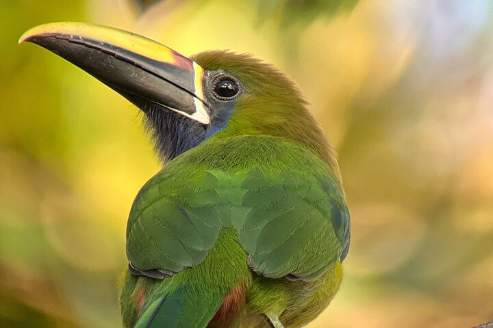 BirdwatchingTour between clouds and forest Monteverde - Photo 1 of 25